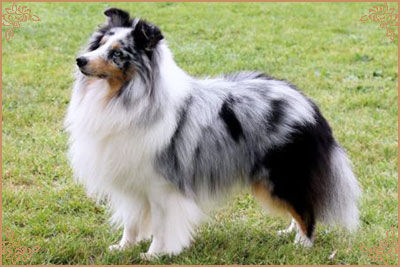 Shougies Winter Wizard at Neraklee