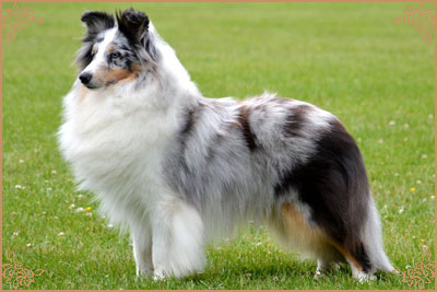 Shougies Winter Wizard at Neraklee