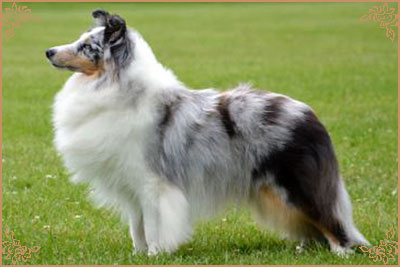 Shougies Winter Wizard at Neraklee