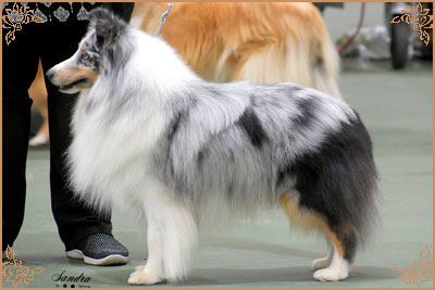 Shougies Winter Wizard at Neraklee