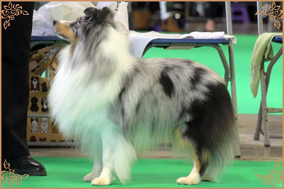 Shougies Winter Wizard at Neraklee