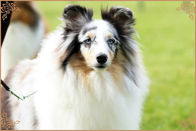 Shougies Winter Wizard at Neraklee