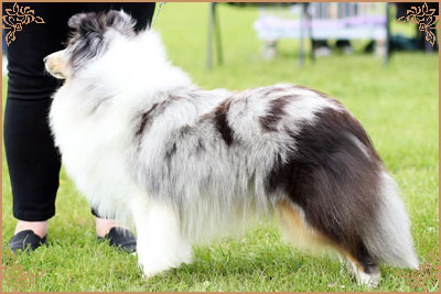 Shougies Winter Wizard at Neraklee