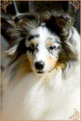 Shougies Winter Wizard at Neraklee