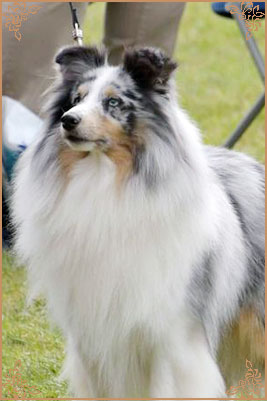 Shougies Winter Wizard at Neraklee