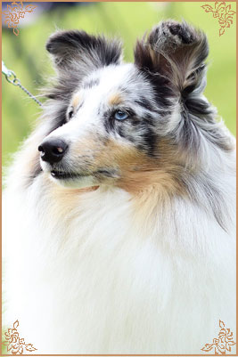 Shougies Winter Wizard at Neraklee