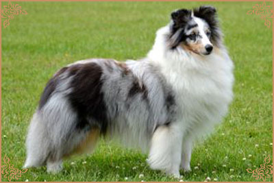 Shougies Winter Wizard at Neraklee