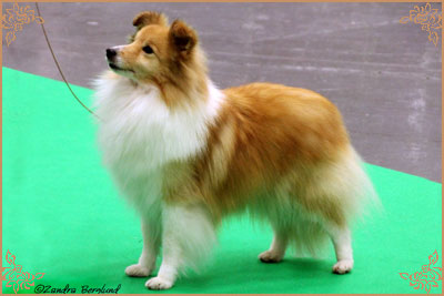 Specialdream`s Ever So Clever, Crufts Winners