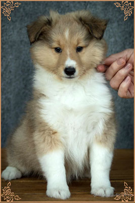 Summer Lady Fervidus