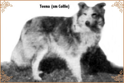 Teena (Small collie)