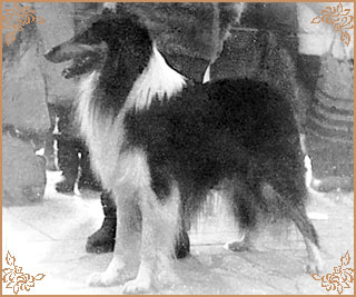 Collin z Maskowedy Gradu