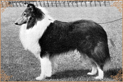 Alphington Nigger King Alphington Nigger King, Crufts Winners