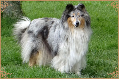 Arwen du Clos des Duchesses