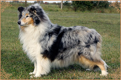 Arwen du Clos des Duchesses