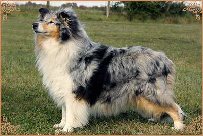 Arwen du Clos des Duchesses