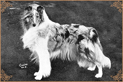 Beulah's Silver Medialuna Beulah's Silver Medialuna, Crufts Winners
