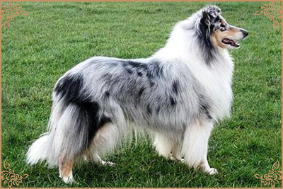 Buebezi Belle Mystique de Cathyja, Crufts Winners