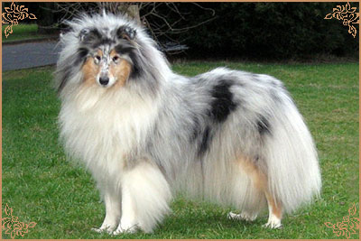 Buebezi Belle Mystique de Cathyja, Crufts Winners