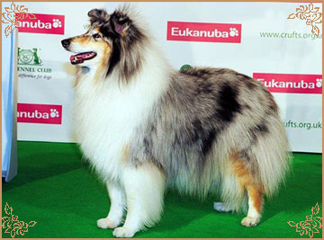 Buebezi Belle Mystique de Cathyja, Crufts Winners