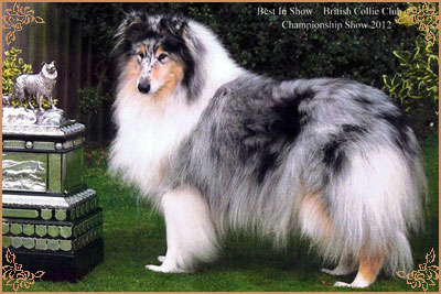 Buebezi Belle Mystique de Cathyja, Crufts Winners