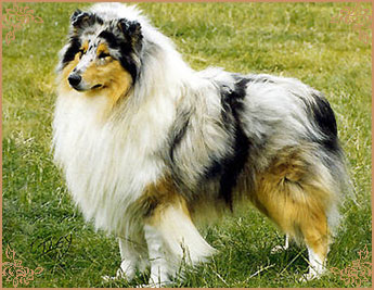Caerluath Blue Legend of Figli Del Vento