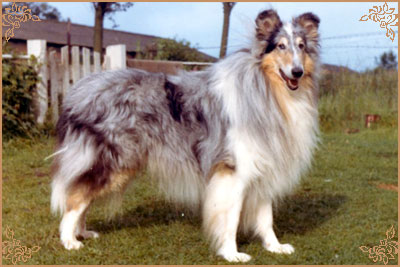 Carramar Boy Blue Carramar Boy Blue, Crufts Winners