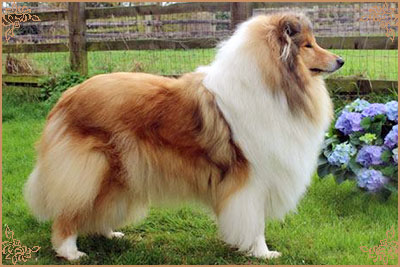 Chelborn Desirable, Crufts Winners