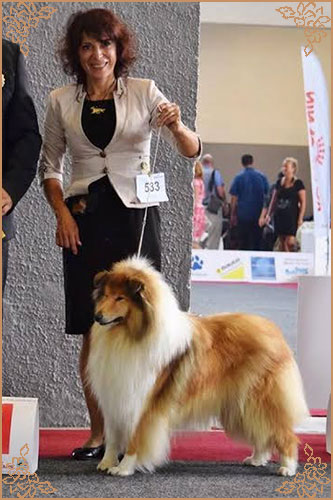 Chelborn Desirable, Crufts Winners