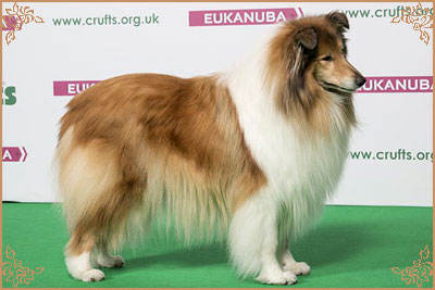 Chelborn Desirable Chelborn Desirable, Crufts Winners