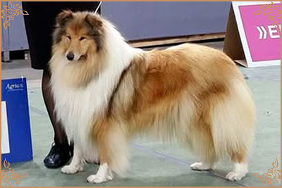 Chelborn Desirable Chelborn Desirable, Crufts Winners