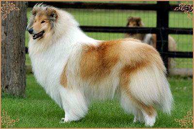 Chelborn Wish Chelborn Wish, Crufts Winners