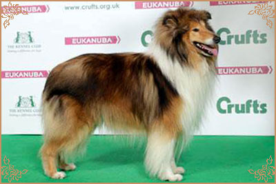 Clowns Come On Over To Ballahanna, Crufts Winners
