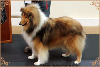 Clowns Come On Over To Ballahanna Clowns Come On Over To Ballahanna, Crufts Winners