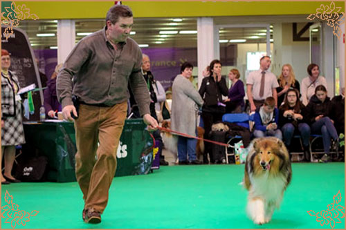 Clowns Come On Over To Ballahanna, Crufts Winners
