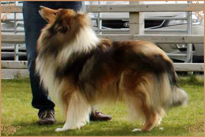 Clowns Come On Over To Ballahanna, Crufts Winners