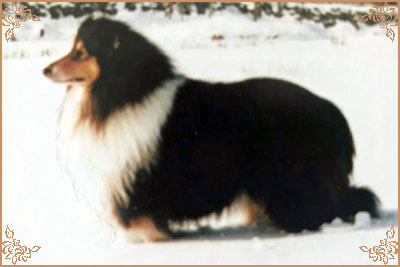 Coarhabeg Figaro