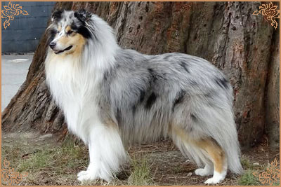 Coarhabeg Rider In The Sky over Bluchip, Crufts Winners