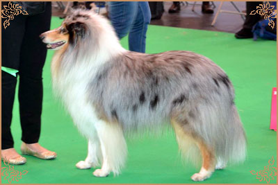 Coarhabeg Rider In The Sky over Bluchip, Crufts Winners
