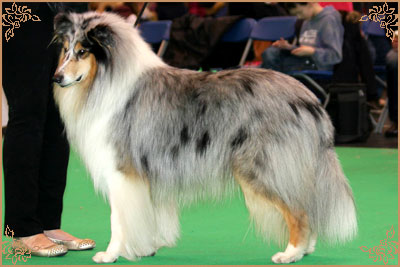 Coarhabeg Rider In The Sky over Bluchip Coarhabeg Rider In The Sky over Bluchip, Crufts Winners