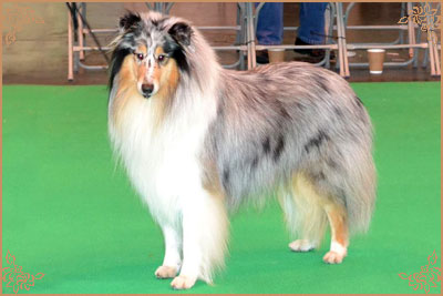 Coarhabeg Rider In The Sky over Bluchip, Crufts Winners