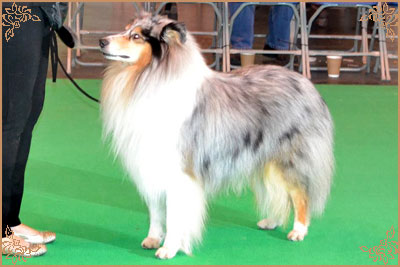 Coarhabeg Rider In The Sky over Bluchip, Crufts Winners