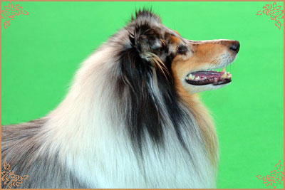 Coarhabeg Rider In The Sky over Bluchip, Crufts Winners