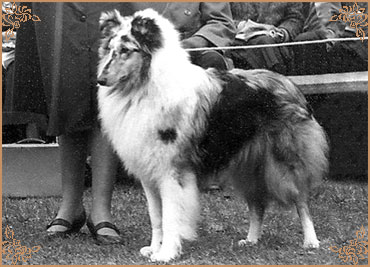 Corviross Silver Joy Corviross Silver Joy, Crufts Winners