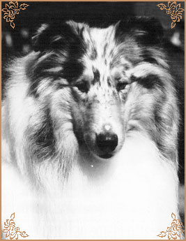 Corydon Silver Moon
