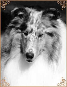 Corydon Silver Moon
