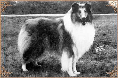 Danvis Camanna Golden Sensation Danvis Camanna Golden Sensation, Crufts Winners