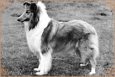 Deloraine Decorative Deloraine Decorative, Crufts Winners