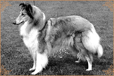 Deloraine Dinah-Mite Deloraine Dinah-Mite, Crufts Winners