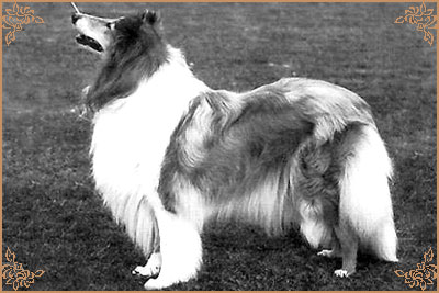 Duntiblae Doorknocker Duntiblae Doorknocker, Crufts Winners