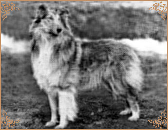 Eden Esmeralda Eden Esmeralda, Crufts Winners